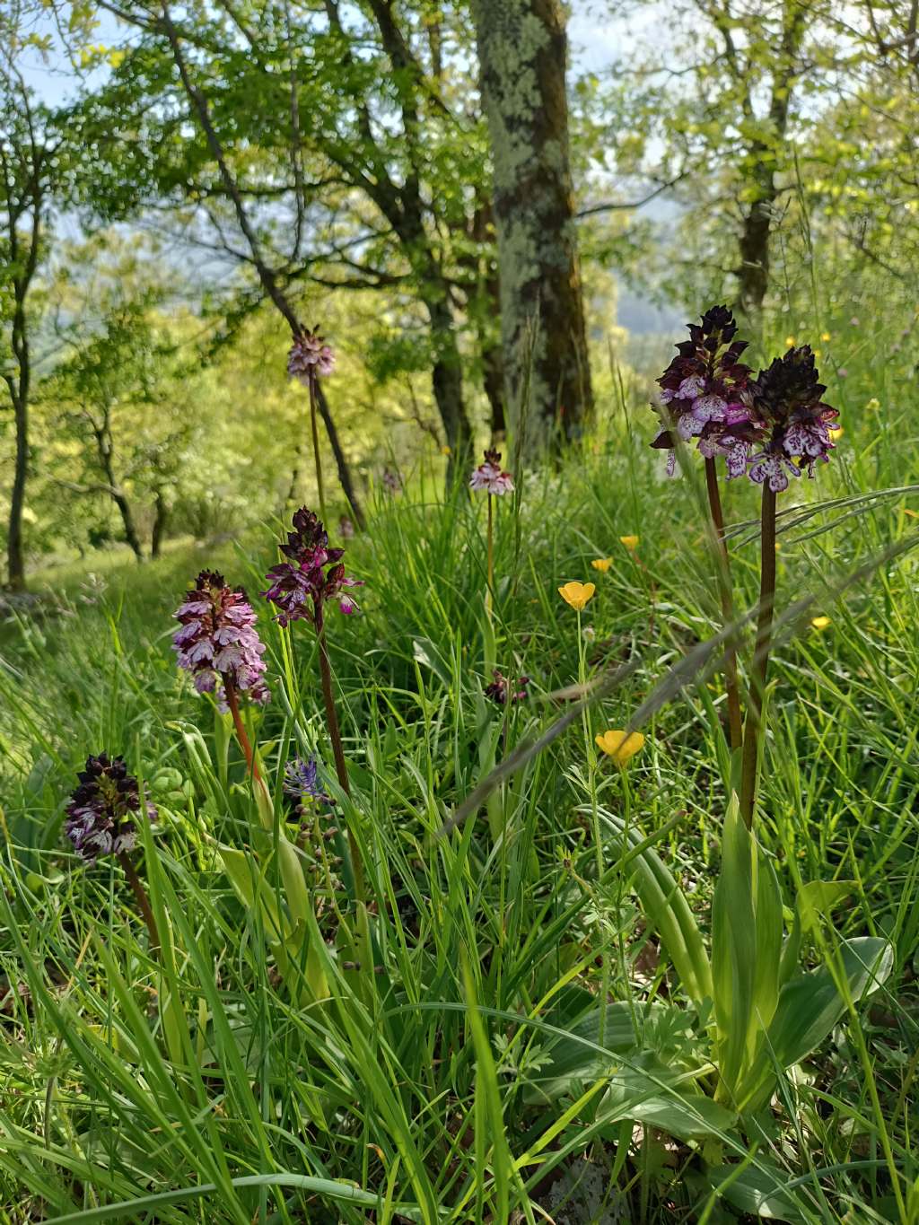 Orchis purpurea Huds. - Orchide maggiore